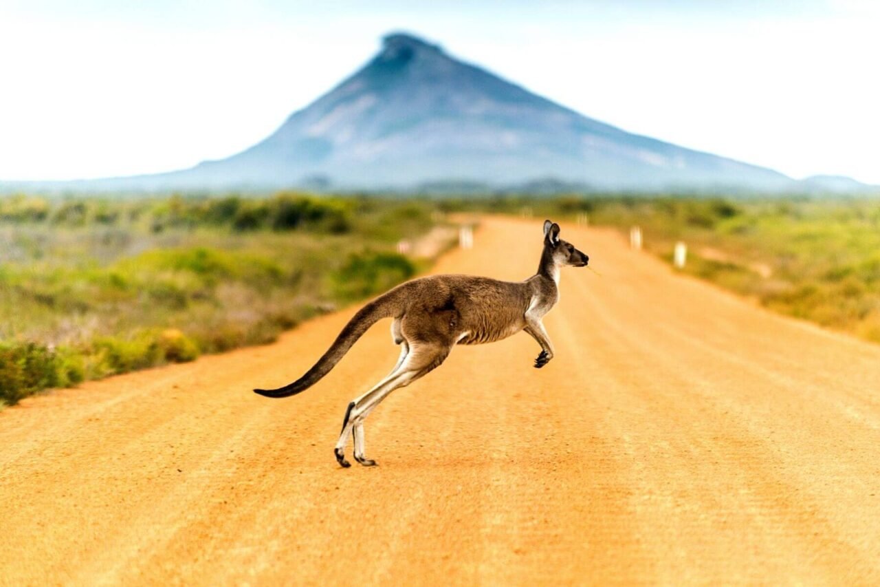ikonik kanguru görüntüsü