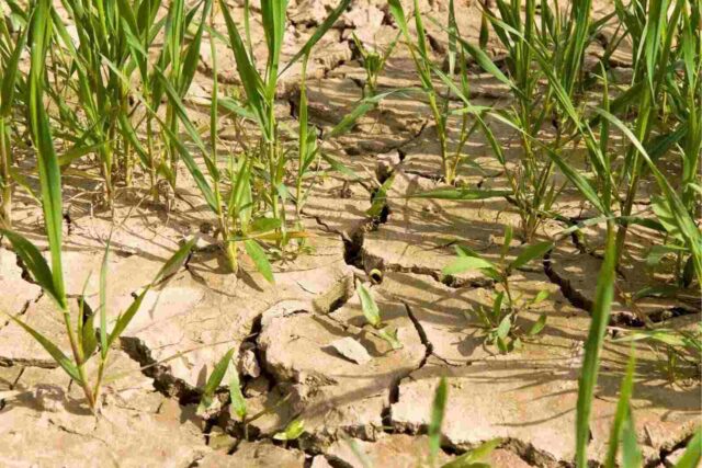 Patates kıtlığını simgeleyen kurak bir arazi.