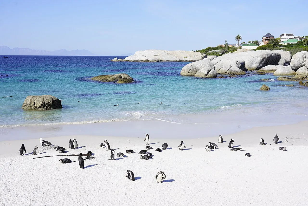 Boulders Beach'te Afrika penguenleri