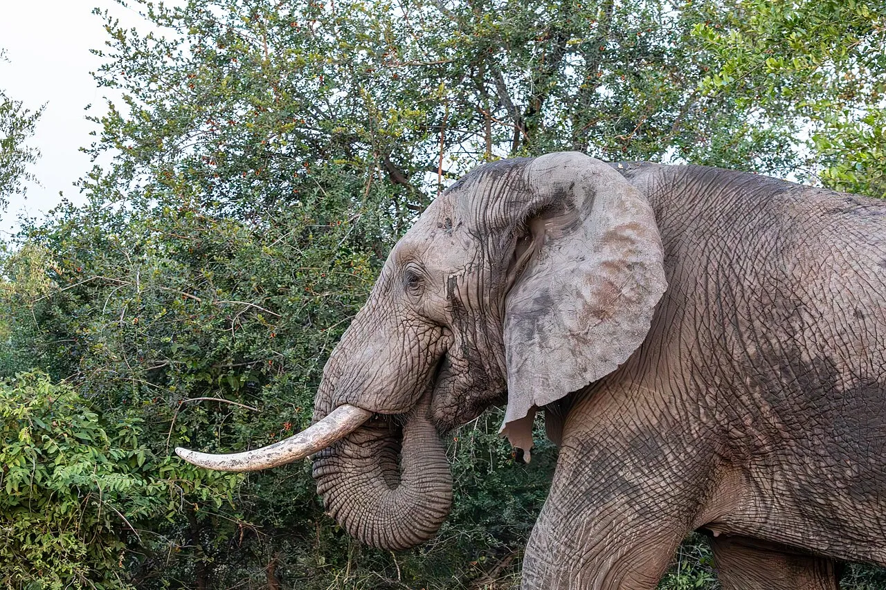 Safari turunda fil – Güney Afrika doğal yaşam rezervi