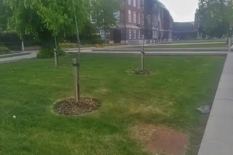 Middlesex Üniversitesi kampüsünde yeşil alan